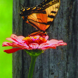 Entry image for The Pollinator