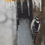 Entry image for Winter Treat