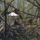 Entry image for Lunch Time!