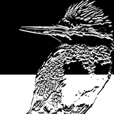 Entry image for Belted Kingfisher Early Morning Spotting Breakfast - B&W Rendering Bas Relief - iWildGeo Images