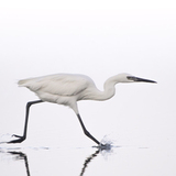Entry image for Reddish Egret Morph Juvenile at Low Tide Bahia Lagoon feeding behavior - iWildGeo Images