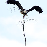 Entry image for Home Improvements