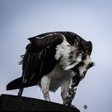 Entry image for Osprey Claiming the Catch