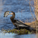 Entry image for An Ambitious Breakfast