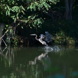 Entry image for Gotta Go! 