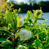 Entry image for Morning at the Lake