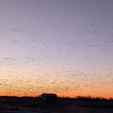 Entry image for Bird Migration over the Platte River in Nebraska