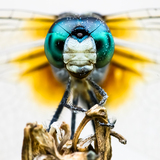 Entry image for Blue Dasher