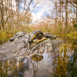 Entry image for The Watcher of the Swamp