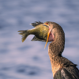 Entry image for Snack Time