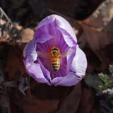 Entry image for Bee Bloom