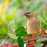 Entry image for Berry Thief