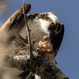 Entry image for "Eye for an Eye"