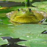 Entry image for Ribbit