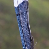 Entry image for After the Rain