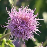 Entry image for Purple Thistle 