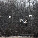 Entry image for Swans taking on high winds in snow 
