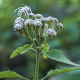 Entry image for Ants climbing up a flower