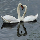 Entry image for Heart to Heart