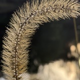 Entry image for Simple Beauty