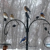 Entry image for Bluebird Love