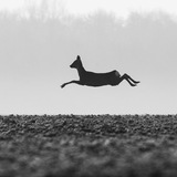 Entry image for Flying Deer