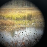 Entry image for  “Eye Of The Binocular” 