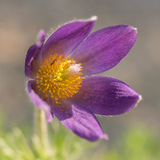 Entry image for Breakfast in a Purple Bowl