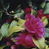 Entry image for Blossoms and Berries 