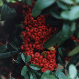 Entry image for Blossoms and Berries 