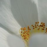 Entry image for Details of a Flower