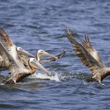 Entry image for Looking for Lunch