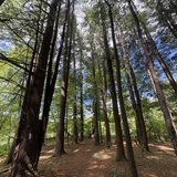 Entry image for For the Love of Trees