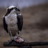Entry image for Osprey with Catch