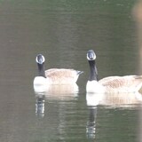 Entry image for Canada Geese