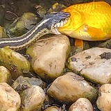 Entry image for Taking on more than you can chew!