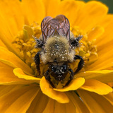 Entry image for Golden gathered