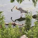 Entry image for Special Catch