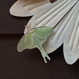 Entry image for I thought this was a real flower!