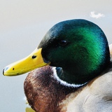Entry image for Resting Mallard