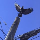 Entry image for Osprey near Lake Coeur D’Alene 