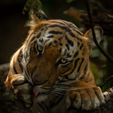 Entry image for Stripes and Silence