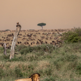 Entry image for One Kill, A Thousand Witnesses