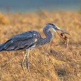 Entry image for Heron dinner