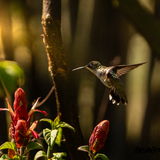Entry image for Hummingbird Morning Flight