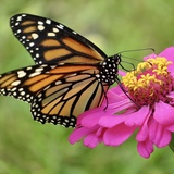 Entry image for Peaceful Summer Garden