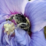 Entry image for Bee Bottom