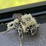 Entry image for Bumblebee overtaken by pollen