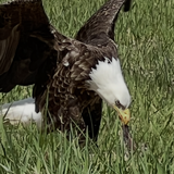 Entry image for Eagle having dinner