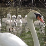 Entry image for Swan and babies 